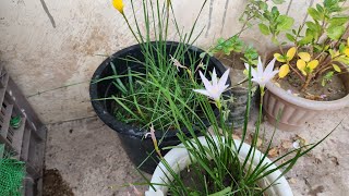 how to grow Rain lily bulbs in potsGrow rain lily from seeds and bulb rainlilylilyflowerseeds [upl. by Oxford]