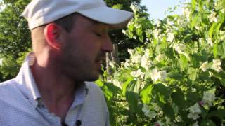 Philadelphus coronarius  Pfeifenstrauch [upl. by Saks]