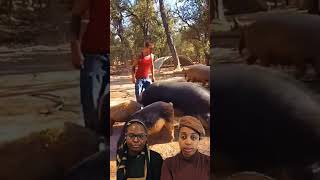 Pigs Gone Wild🐷😱 shorts viral trending [upl. by Esidarap]