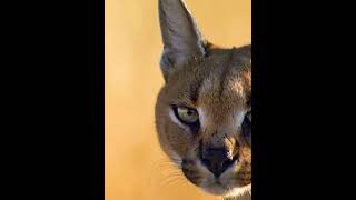 Caracal is a cat  Caracal vs birds animalworld caracalcat birds [upl. by Ahsenrac]