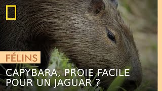 Le capybara une proie facile pour le jaguar [upl. by Yelsnik]