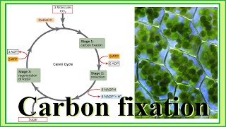 carbon fixation [upl. by Trebled]