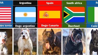 From Around the World A Look at Fighting Dog Breeds by Country of Originquot  4K Video [upl. by Gosser]