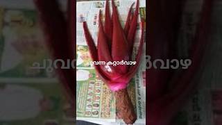 Aloe vera red 919400589343 Sulfath [upl. by Annavas]