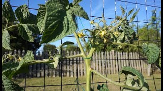 The Best Inexpensive Tomato Trellis Ever [upl. by Eniliuqcaj]