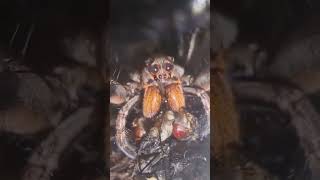 Hogna carolinensis feeding on 2 shorts flies spider giantspider harrypotter [upl. by Alta]