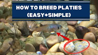 How to Breed PLATIES Easysimple [upl. by Aynotahs]