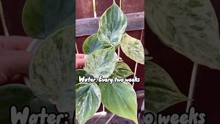 ✨Philodendron Hedereceum Variegata✨ philodendron houseplantlover houseplants heartleaf [upl. by Nyloj]