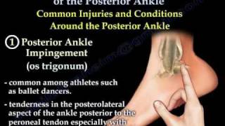 Posterior Ankle  Anatomy And Injury  Everything You Need To Know  Dr Nabil Ebraheim [upl. by Nagah]