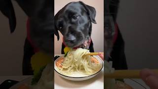 Dog eating noodles and shrimp 🍜🦐 vegetarian Dog 🐕 Dog eating asmr FxcWhiteblack shorts [upl. by Ardnalahs]