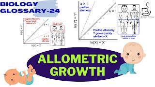 ALLOMETRIC GROWTH  Human physiology  Biology Glossary [upl. by Ledba]