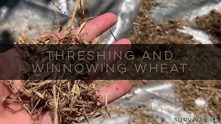 Hand Threshing and Winnowing Garden Wheat [upl. by Raimundo628]