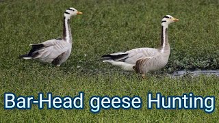 Geese Hunting  Hunting  Bar headed goose hunting in pakistan 2021 [upl. by Jerrold782]