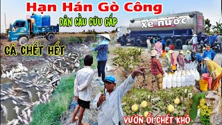 Hạn hán Gò Công Tiền Giang dân bỏ nhà đi vườn ổi khô héo [upl. by Netnilc]