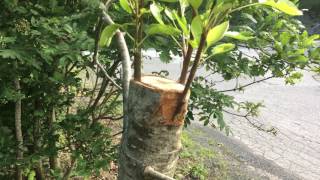 Grafting Pear Pyrus communis onto Rowan Sorbus aucuparia [upl. by Fillbert]