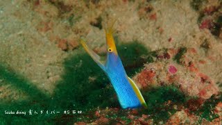 【沖縄 本部町 石切 スキューバイビング】ハナヒゲウツボを探して！本部の海で生き物探検隊素人ダイバー  Scuba diving in Motobu Okinawa [upl. by Aderfla715]