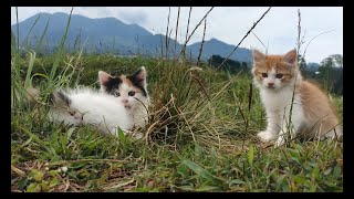 TWO KITTEN CAT  ANIMAL FUNNY  MIAW MIAW MIAW  MEOW MEOW BILLI KARTI  LULU DODO CAT 7 [upl. by Maurise595]