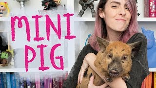 COMO É TER UM MINIPIG  Karen Bachini [upl. by Nylrebmik111]