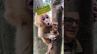 O MACAQUINHO ESPERTO shortsvideo mememusical animalmemes memes dogmemes macaco musichumor [upl. by Bencion]