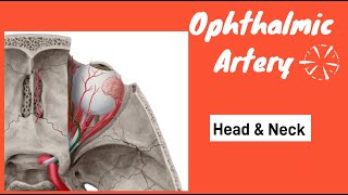 Ophthalmic artery  Course of ophthalmic artery  Branches of ophthalmic artery  Clinical Anatomy [upl. by Nagirrek]