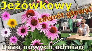 💚💚💚JEŻÓWKI Echinacea  CIEKAWE odmiany  kupiłam sporo roślin  aktualizacja rabaty z roślinami 💚💚💚💚 [upl. by Kin]