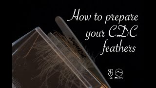 How to prepare CDC feathers for a split thread  Mountainfly Fly Tying  Fly Tying Academy [upl. by Rekcut]