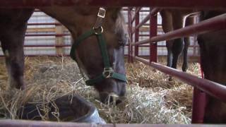 19 Neglected Horses Rescued from Baltimore Stable [upl. by Randee]