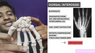 INTRINSIC MUSCLES OF THUMB HAND COMPLEX BIOMECHANICSPhysiotherapy [upl. by Grethel]