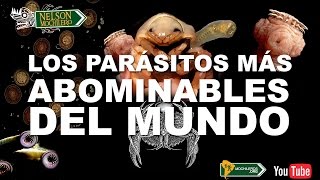 TOP  LOS 7 PEORES PARASITOS DEL MUNDO [upl. by Drue204]