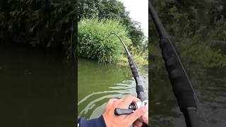 2m WELS direkt vor den FÜẞEN 😳 angeln fishing joshinator wels [upl. by Sydelle110]