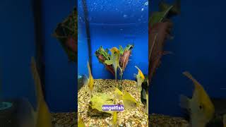 This 🐟 Angelfishs Toxic Trick Will Shock You 😱 fishfacts fishtank aquariumfish [upl. by Latrell]