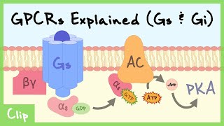 Gs amp Gi Pathways Of GProteinCoupled Receptors Explained  Clip [upl. by Aramahs]