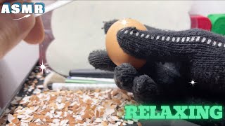 ASMR peel the shiny eggs 3 asmr relaxing [upl. by Ahsimac]