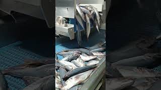 CAPTURE FISH viralshorts fishing ocean sea seaanimals fyp [upl. by Dorren]