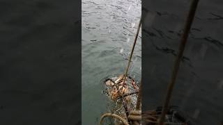 Dungeness Crab Fishing in Alaska fishing alaska [upl. by Antonina299]