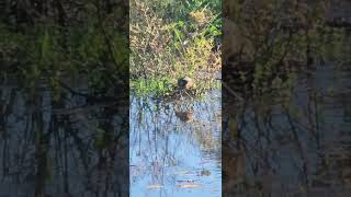 BronzeWinged Jacana Chick [upl. by Olecram]