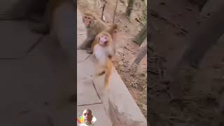 Monkey dance funny comedy dance [upl. by Ecerahc]