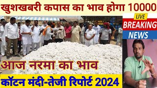 नरमा कपास के भाव में तेजी 2024  नरमा आज का भाव  kapas ka bhav today  narma bhav today  Cotton [upl. by Berti]