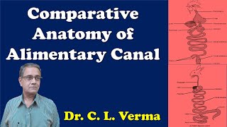 Comparative anatomy of Alimentary canal in Vertebrates [upl. by Rie917]