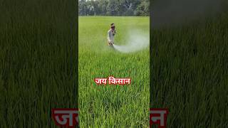 Insecticide SprayFarming FieldShort videoRanabhaja [upl. by Pebrook]