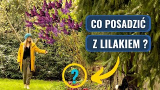 LILAK  Z czym POSADZIĆ  Jak dbać pielęgnować nawozić LILAKI bzy w ogrodzie [upl. by Ellenod]