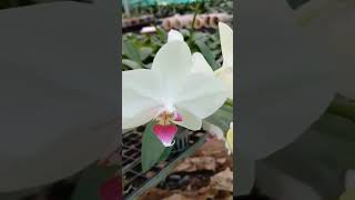 shorts phalaenopsis saleGardenecahome [upl. by Philina882]