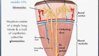 Basic Kidney anatomy amp function college biology [upl. by Nodarse]