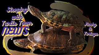 🌊 NO Politics Just Relaxing Turtles 🐢 Relax ChillVibes Aquarium NO Politics turtles [upl. by Lord]