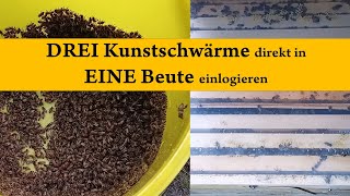 Drei Kunstschwärme in einer Bienenbeute erstellen [upl. by Lledor]