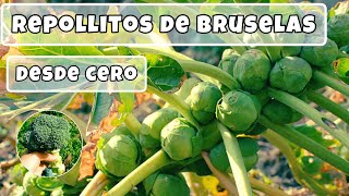 REPOLLITO DE BRUSELAS  Paso a paso como cultivarlo [upl. by Harday]