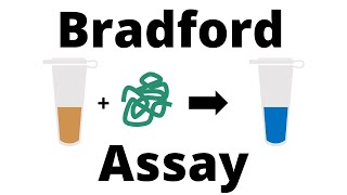 How to determine the Protein Concentration with the Bradford Assay [upl. by Ahsiekrats793]