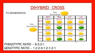 Dihybrid cross easy  Phenotypic and genotypic ratio of dihybrid cross  Heredity and evolution [upl. by Lukas803]