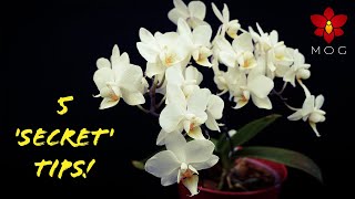 5 Awesome Orchid Tips you wont learn from Books 🤫  Orchid Care for Beginners [upl. by Enirolf]