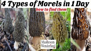 4 types of Morels in 1 day How to find them [upl. by Coady]